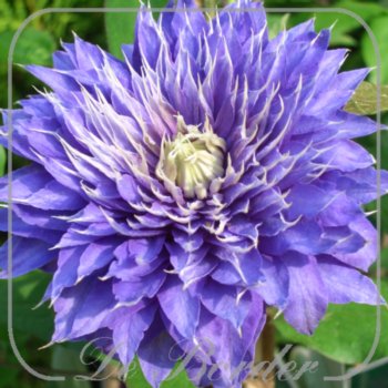 clematis-multi-blue-70-80-cm-in-pot-(23l)-422 Clematis 'Multi Blue'