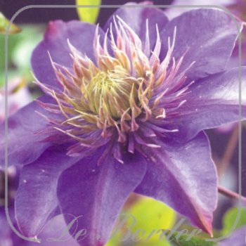 clematis-multi-blue-70-80-cm-in-pot-(23l)-884 Clematis 'Multi Blue'