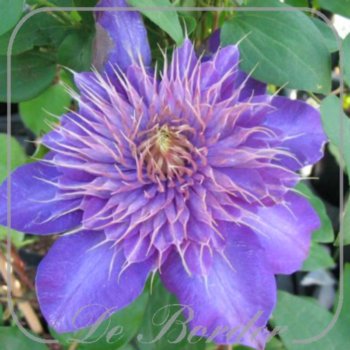 clematis-multi-blue-971 Clematis 'Multi Blue'