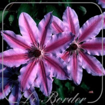 Clematis 'Nelly Moser'