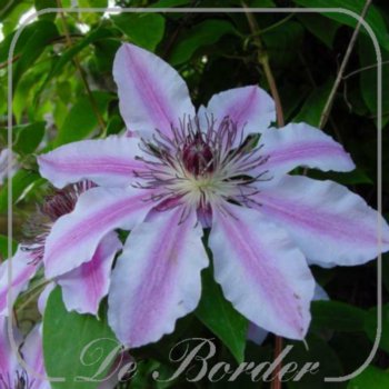Clematis 'Nelly Moser'