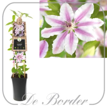 Clematis 'Nelly Moser'