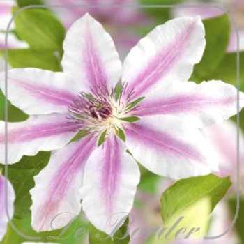 Clematis 'Nelly Moser'