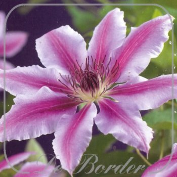 Clematis 'Nelly Moser'