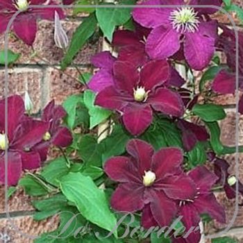 clematis-niobe-237.jpg Clematis 'Niobe'
