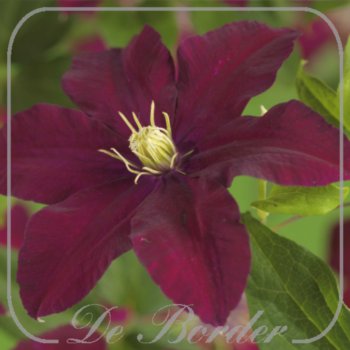 Clematis 'Niobe'