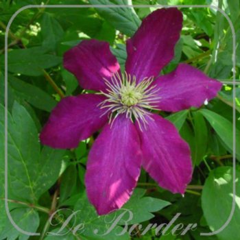 Clematis 'Niobe'