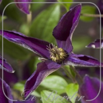 Clematis 'Noora'