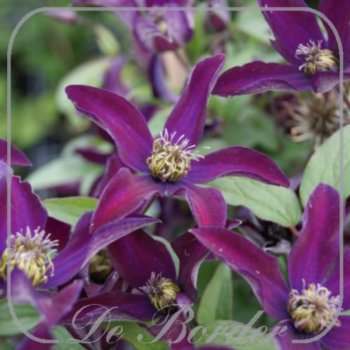 Clematis 'Noora'