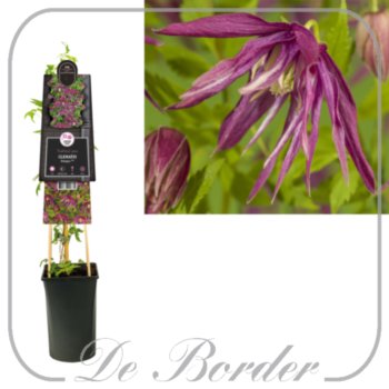 clematis-octopus-505 Clematis 'Octopus'