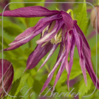 clematis-octopus-507 Clematis 'Octopus'