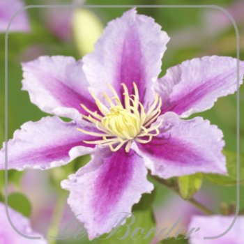 Clematis 'Piilu'