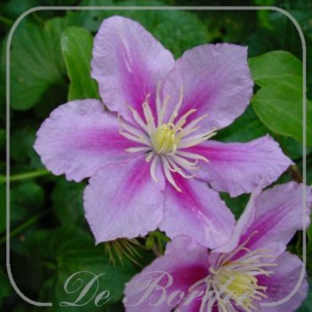 Clematis 'Piilu'