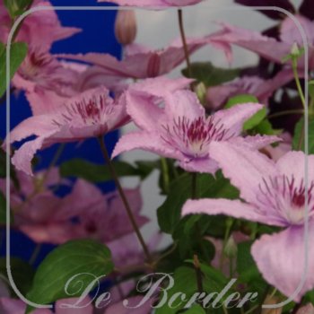 clematis-pink-fantasy-046 Clematis 'Pink Fantasy'