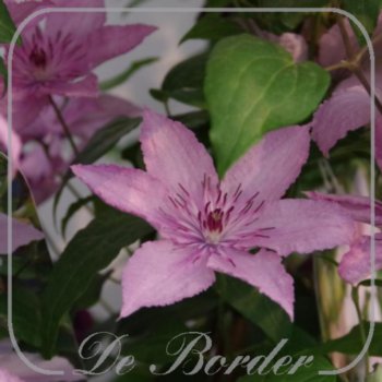 clematis-pink-fantasy-276 Clematis 'Pink Fantasy'