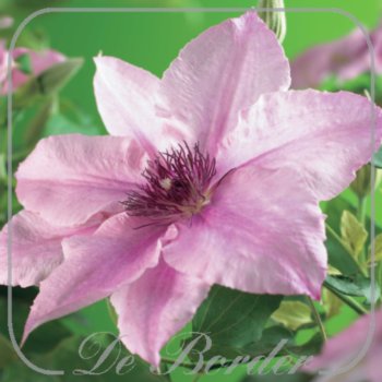 clematis-pink-fantasy-339 Clematis 'Pink Fantasy'