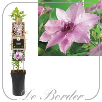 clematis-pink-fantasy-341 Clematis 'Pink Fantasy'