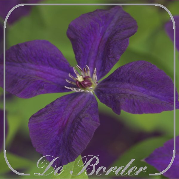 clematis-polish-spirit-575 Clematis 'Polish Spirit'