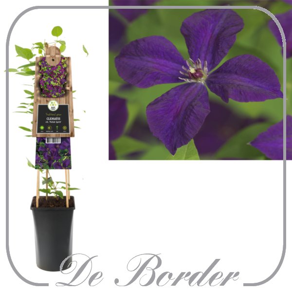 clematis-polish-spirit-577 Clematis 'Polish Spirit'