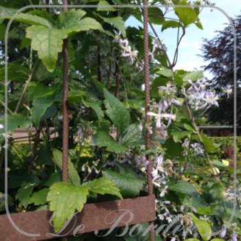 Clematis 'Praecox'