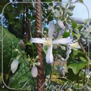 Clematis 'Praecox'
