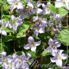 Clematis 'Prince Charles'