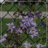Clematis 'Prince Charles'