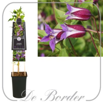 Clematis 'Prince William'