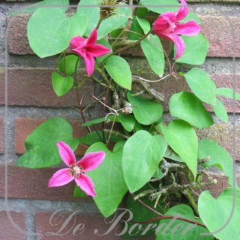 clematis-princess-diana-014 Clematis 'Princess Diana'