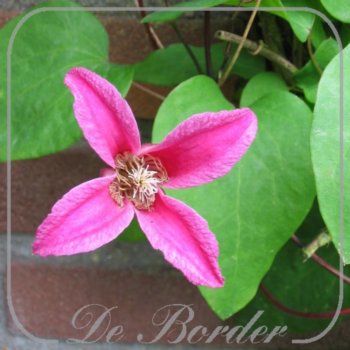 clematis-princess-diana-220 Clematis 'Princess Diana'