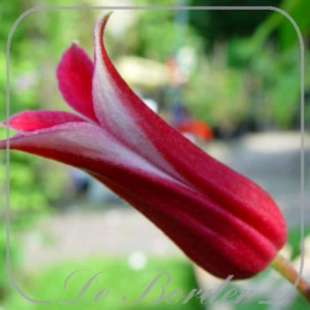 clematis-princess-diana-443 Clematis 'Princess Diana'