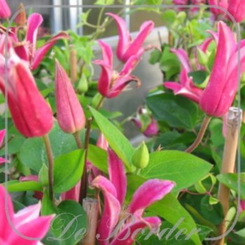 clematis-princess-diana-626 Clematis 'Princess Diana'