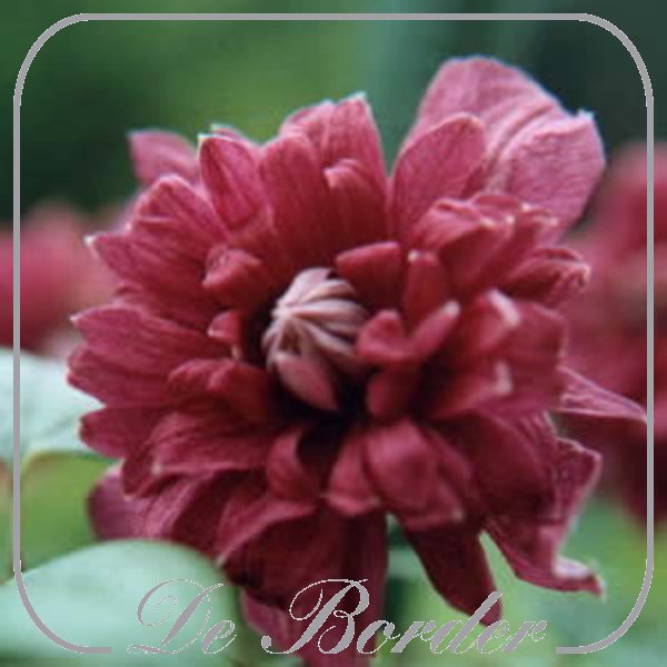 Clematis 'Purpurea Plena Elegans'