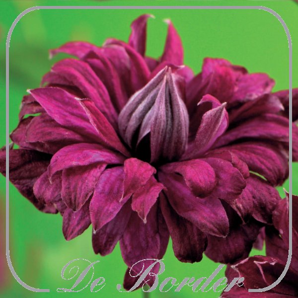 Clematis 'Purpurea Plena Elegans'