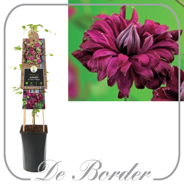 Clematis 'Purpurea Plena Elegans'