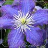 Clematis 'Rhapsody'