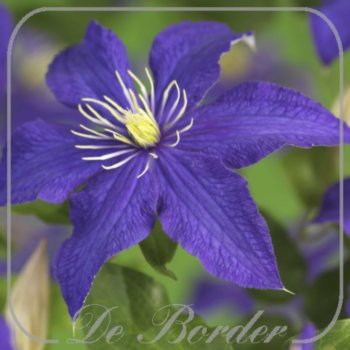 Clematis 'Rhapsody'