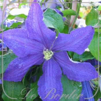 Clematis 'Rhapsody'