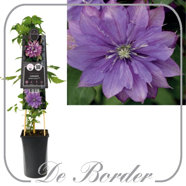 Clematis 'Rollercoaster'