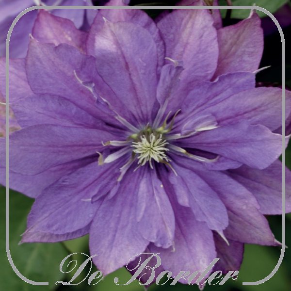 clematis-rollercoaster-215 Clematis 'Rollercoaster'