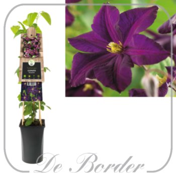 clematis-romantika-355 Clematis 'Romantika'