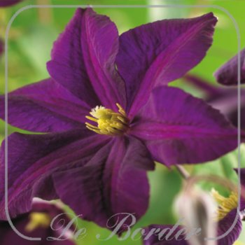 clematis-romantika-357 Clematis 'Romantika'