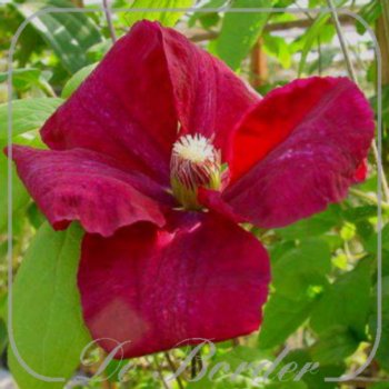Clematis 'Rouge Cardinal'