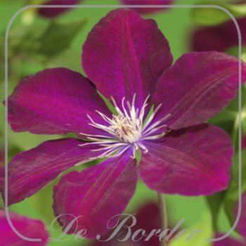 Clematis 'Rouge Cardinal'
