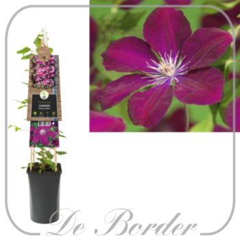 Clematis 'Rouge Cardinal'