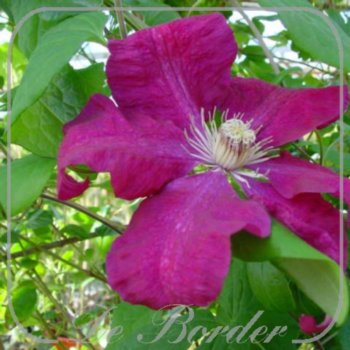 Clematis 'Rouge Cardinal'