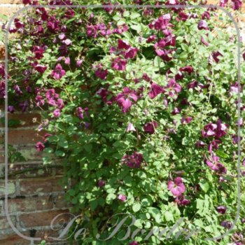 clematis-rubra-029 Clematis 'Rubra'