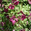clematis-rubra-272 Clematis 'Rubra'
