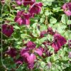 clematis-rubra-392 Clematis 'Rubra'
