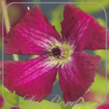 clematis-rubra-593 Clematis 'Rubra'